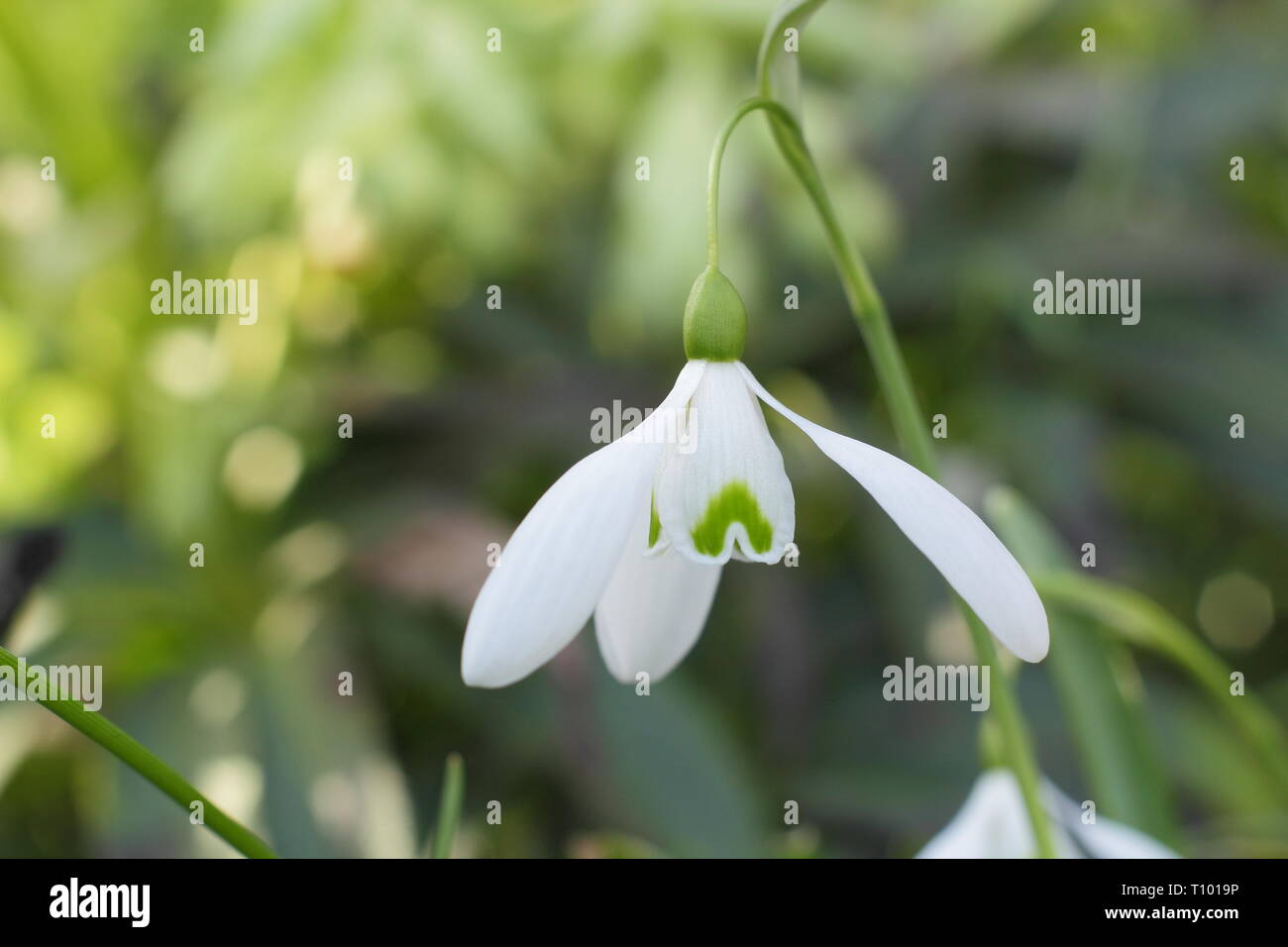 Galanthus 'Mmagnete'. Singolo di blumi di 'Mmagnete' snowdrop con caratteristico lungo peduncolo (pedicel) in un giardino di febbraio, UK. Modulo Gas Anestetici Foto Stock
