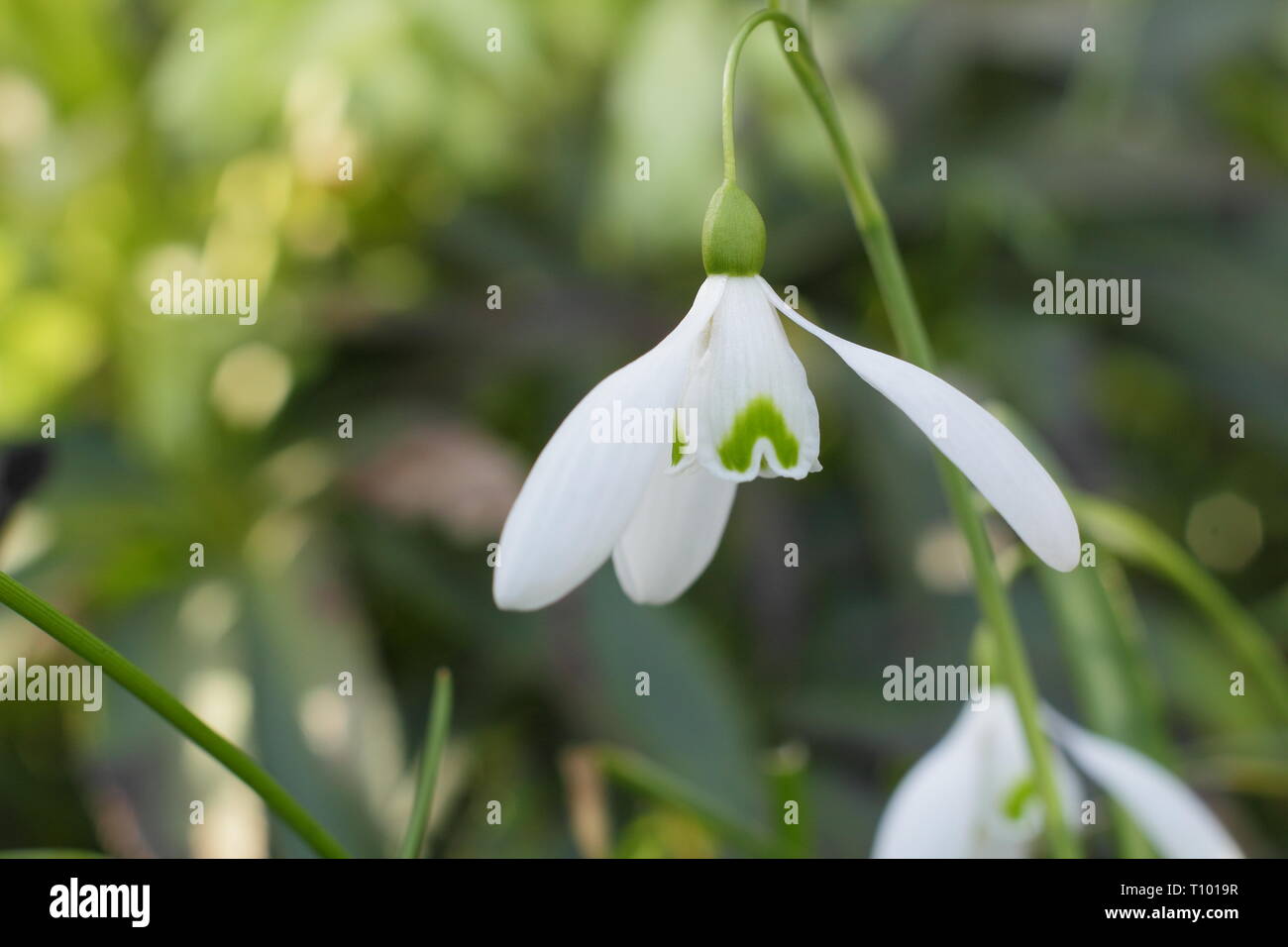 Galanthus 'Mmagnete'. Singolo di blumi di 'Mmagnete' snowdrop con caratteristico lungo peduncolo (pedicel) in un giardino di febbraio, UK. Modulo Gas Anestetici Foto Stock