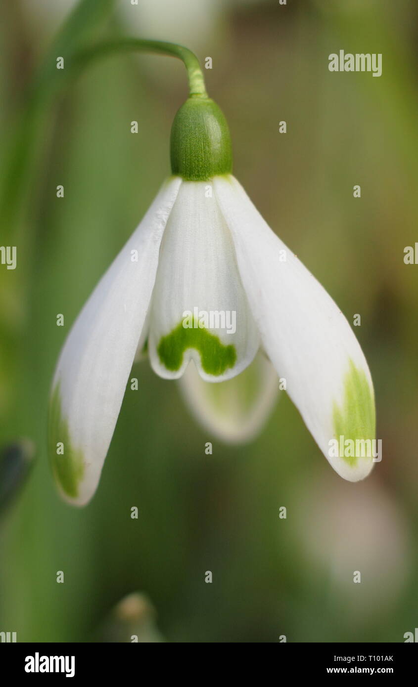 Galanthus nivalis 'Viridapice'. Viridapice snowdrop visualizzazione verde caratteristico suggerimenti su segmenti esterni (petali) - Febbraio, REGNO UNITO Foto Stock