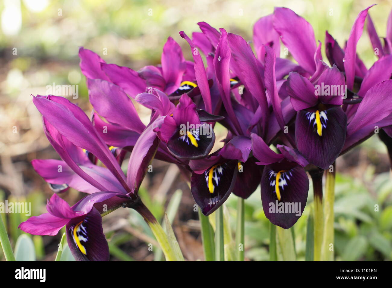 Inizio della primavera e fiori di Iris reticulata 'George nel febbraio del giardino di confine, UK. Chiamato anche Iris histrioides 'giorgio'. Foto Stock