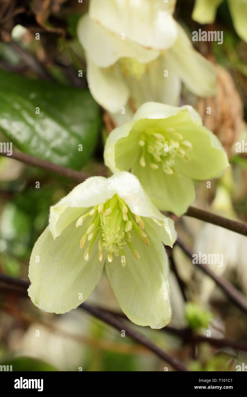 La clematide 'Wisley crema". Color crema pallido e fiori di Clematis cirrhosa Wisley crema nel tardo inverno - Febbraio, REGNO UNITO Foto Stock