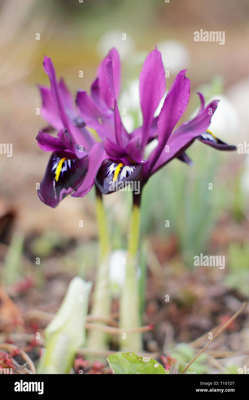 Inizio della primavera e fiori di Iris reticulata 'George nel febbraio del giardino di confine, UK. Chiamato anche Iris histrioides 'giorgio'. Foto Stock