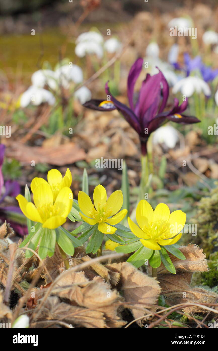 Iris reticulata " George', Galanthus e Eranthis hyemalis. Iris nana, 'George' bucaneve e aconiti invernali in un inizio di Spring Garden, Regno Unito Foto Stock