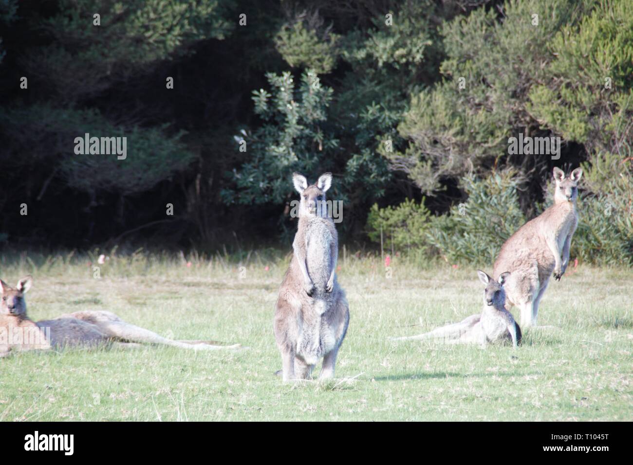 Famiglia di canguro in outback australiano Foto Stock