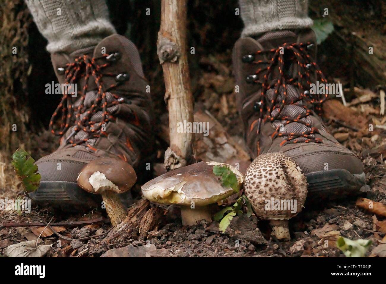 Piede fungo close up di scarpe con diversi funghi tra il trekking scarpe da  trekking nella foresta Foto stock - Alamy