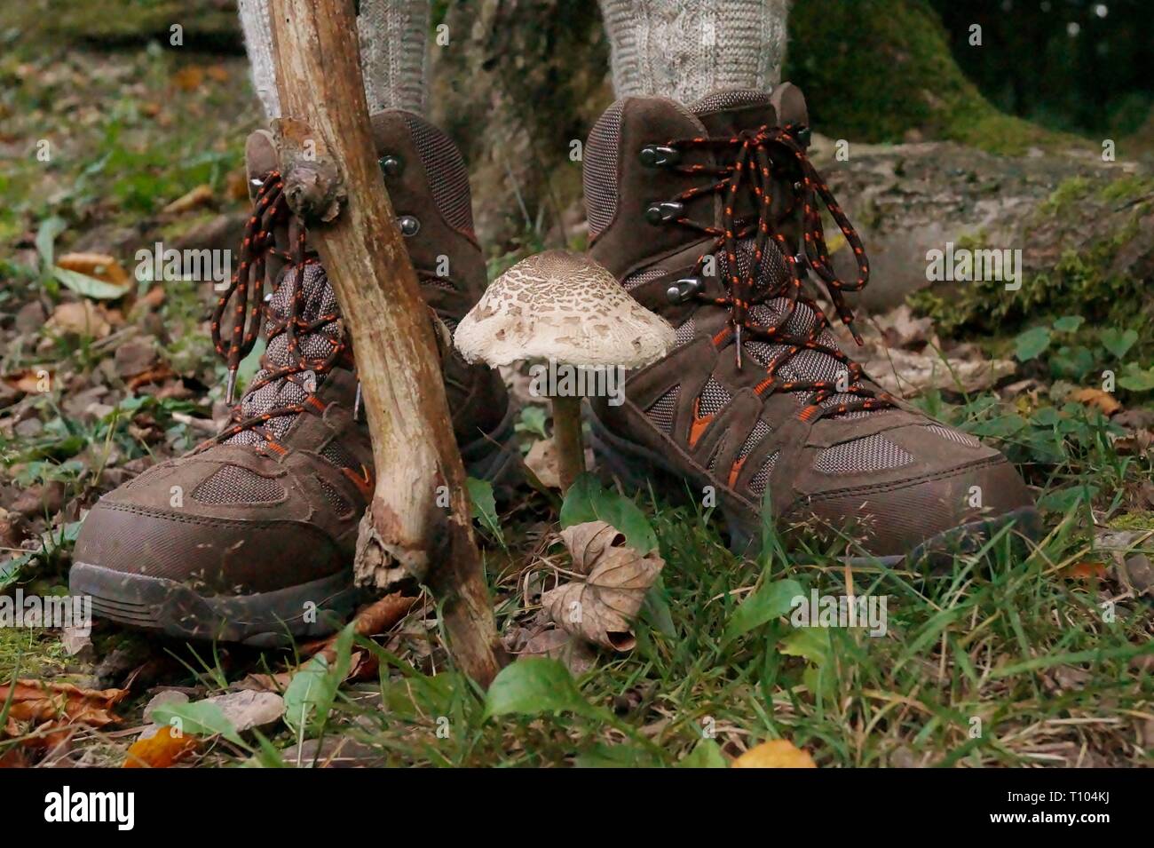 Piede fungo close up di scarpe con diversi funghi tra il trekking scarpe da  trekking nella foresta Foto stock - Alamy