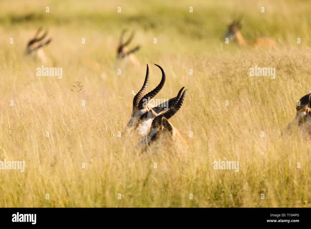 Le teste e le corna di sei Springbok antilopi il peering su erba alta in Africa Foto Stock