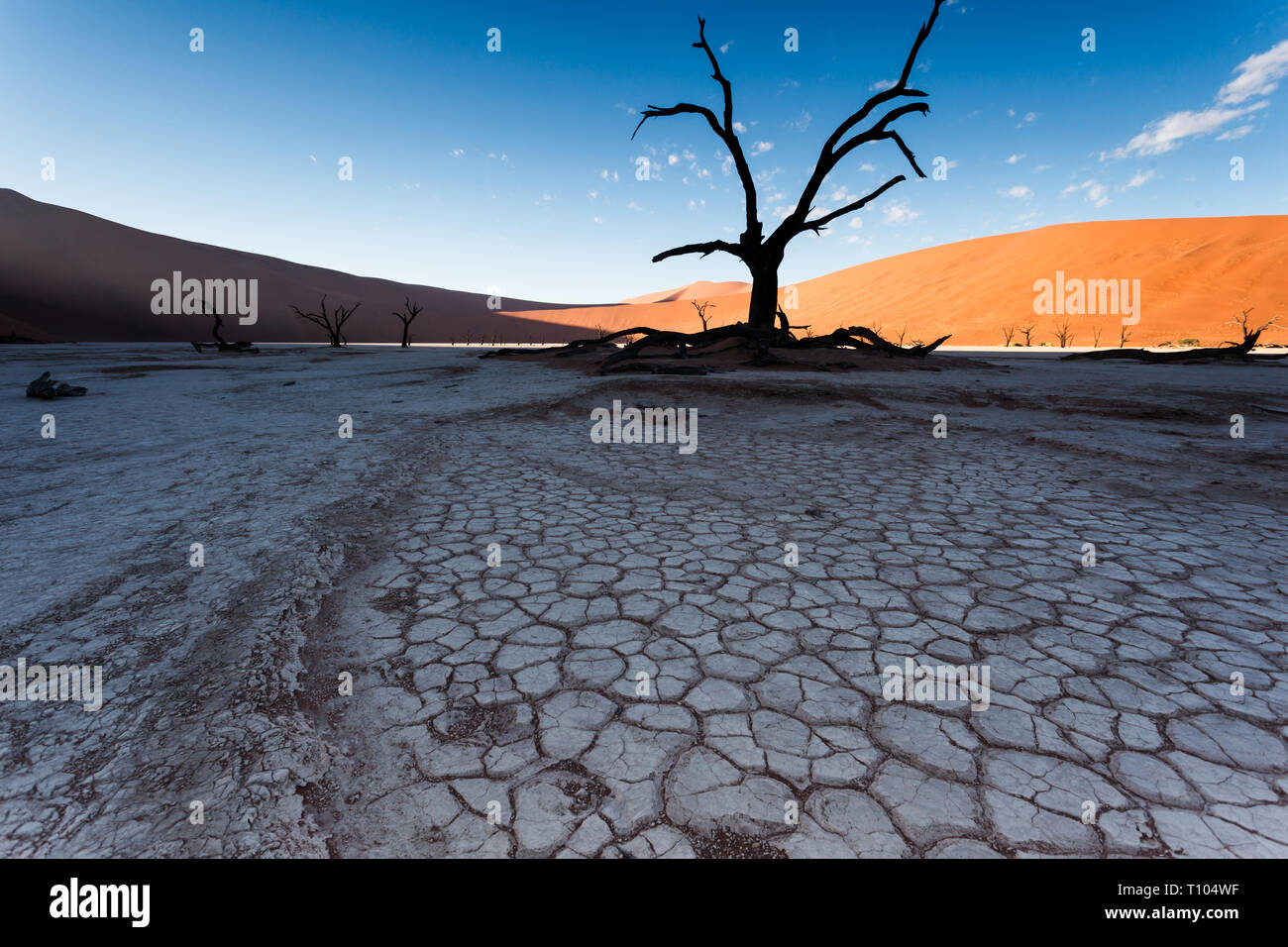 Ombreggiata sale sterili appartamenti nel letto asciutto del fiume silhouette albero morto e radici nel drammatico contrasto alla striscia di dune di sabbia brilla al sole Foto Stock