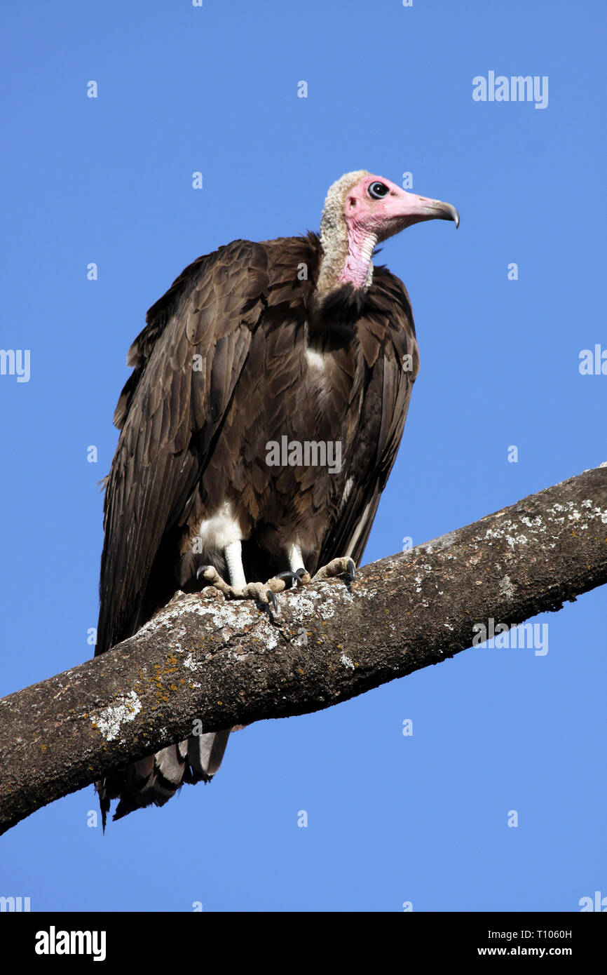Hooded Vulture (Necrosyrtes monachus) in Etiopia Foto Stock