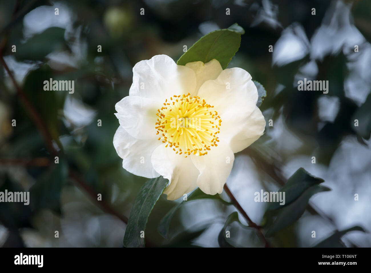 Chiudere fino a un bianco di Camellia 'Hakutaka' 'Higo' Fiore in piena fioritura Foto Stock
