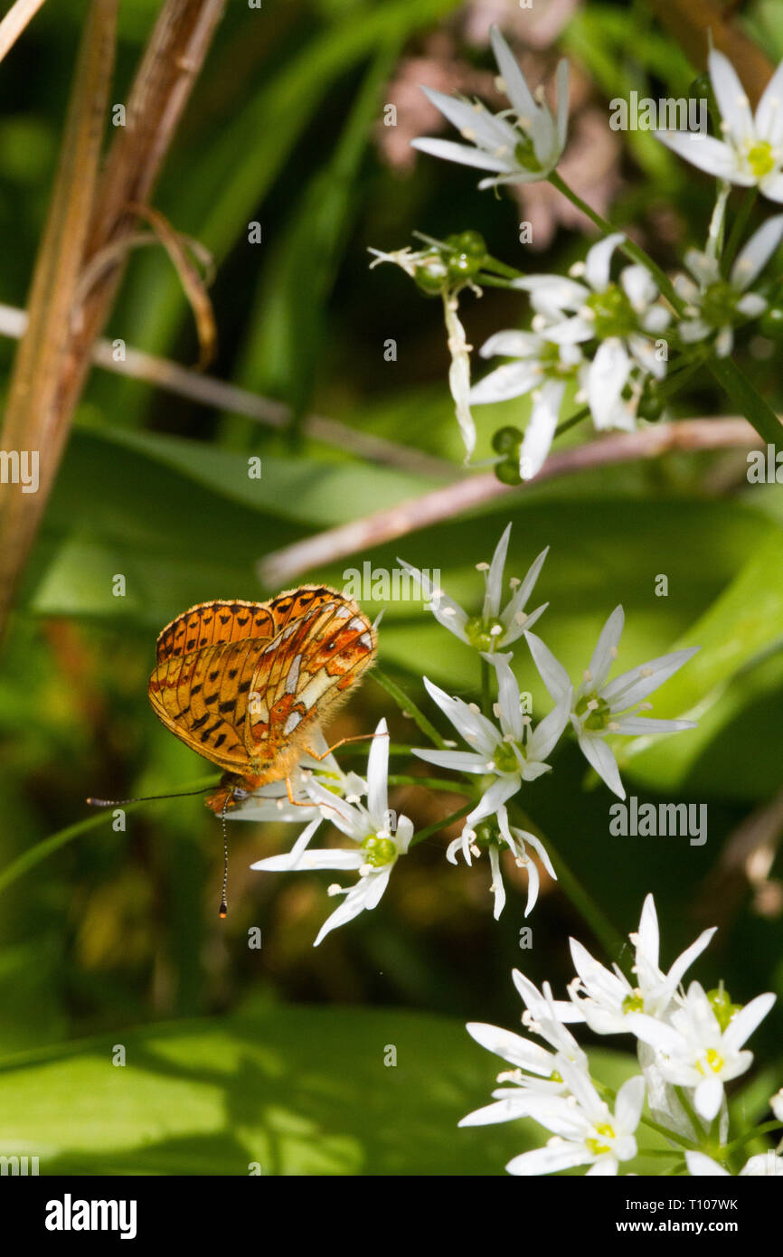 Pearl confina Fritilary ( Boloria euphrosyne ) farfalla sulla aglio selvatico , rare e in declino , rosso libro dati specie nel Regno Unito. Foto Stock