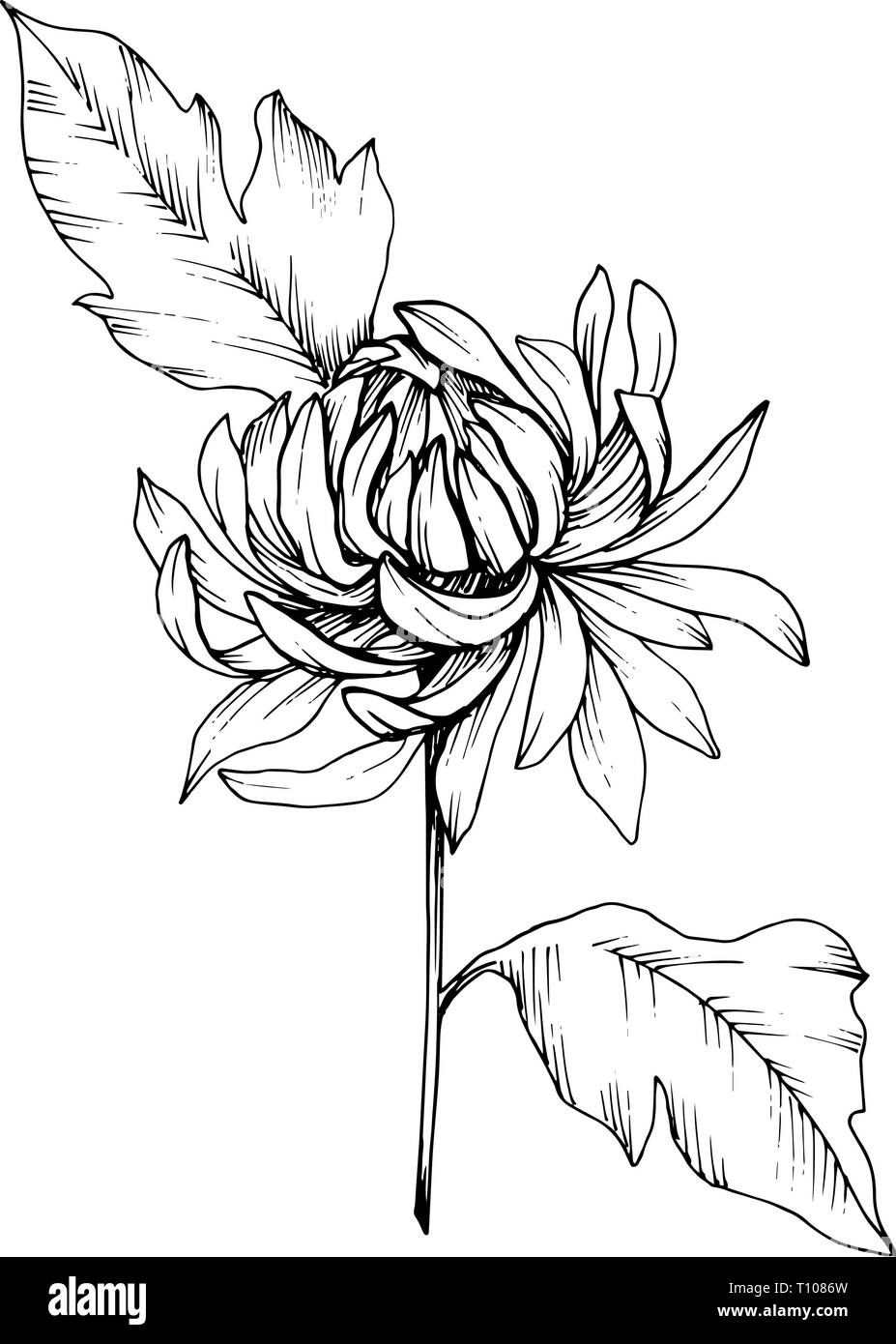 Crisantemo vettore botanico floreale di fiori. Bianco e nero inchiostro inciso art. Fiore isolato illustrazione elemento. Illustrazione Vettoriale