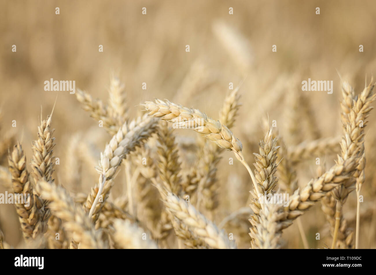 Campo di grano sotto nuvoloso cielo blu in Ucraina Foto Stock