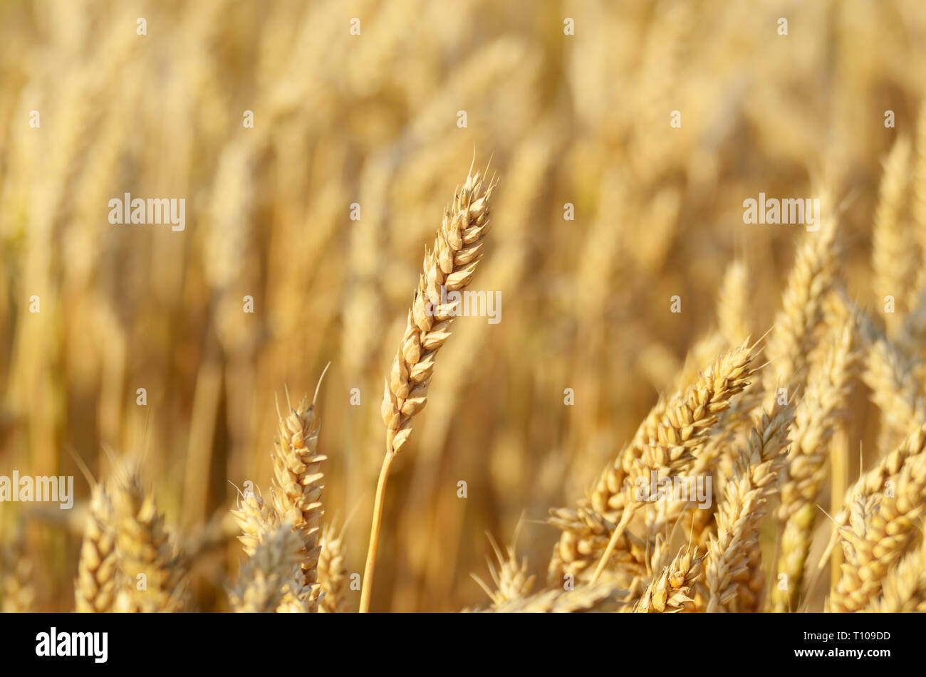 Campo di grano sotto nuvoloso cielo blu in Ucraina Foto Stock