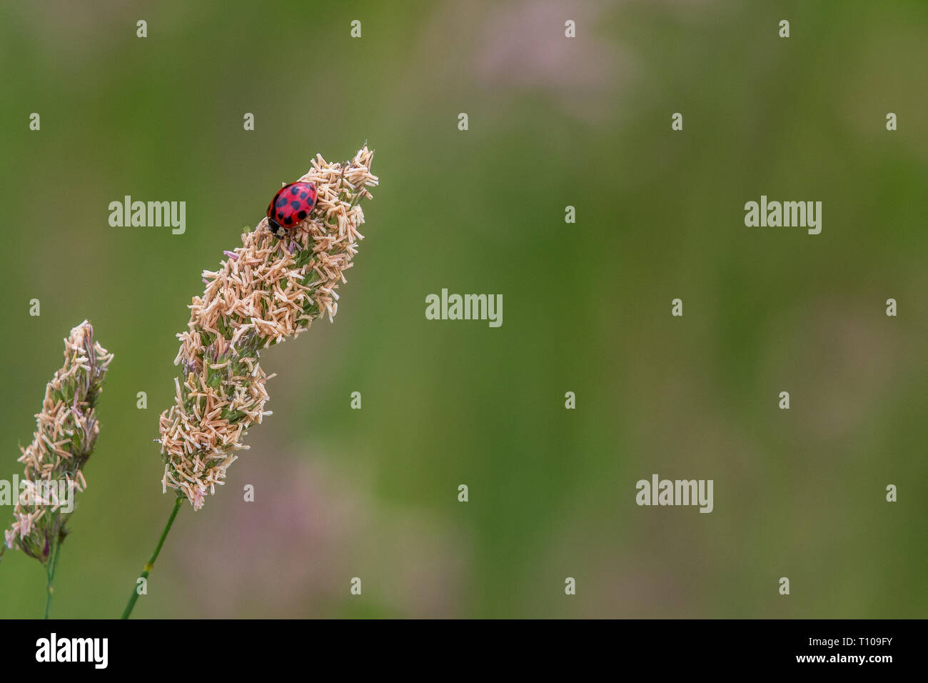 Ladybird su un gambo di erba close-up Foto Stock