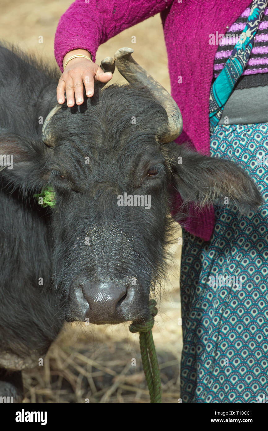 Mano sul capo di un bufalo indiano di acqua (​Bubalus bubalis). Donna abitante, Rudraprayag- Ukhimath, India settentrionale. La sua preferita animale domestico. Fornitore di latte, allacciato in casa precinct. Foto Stock