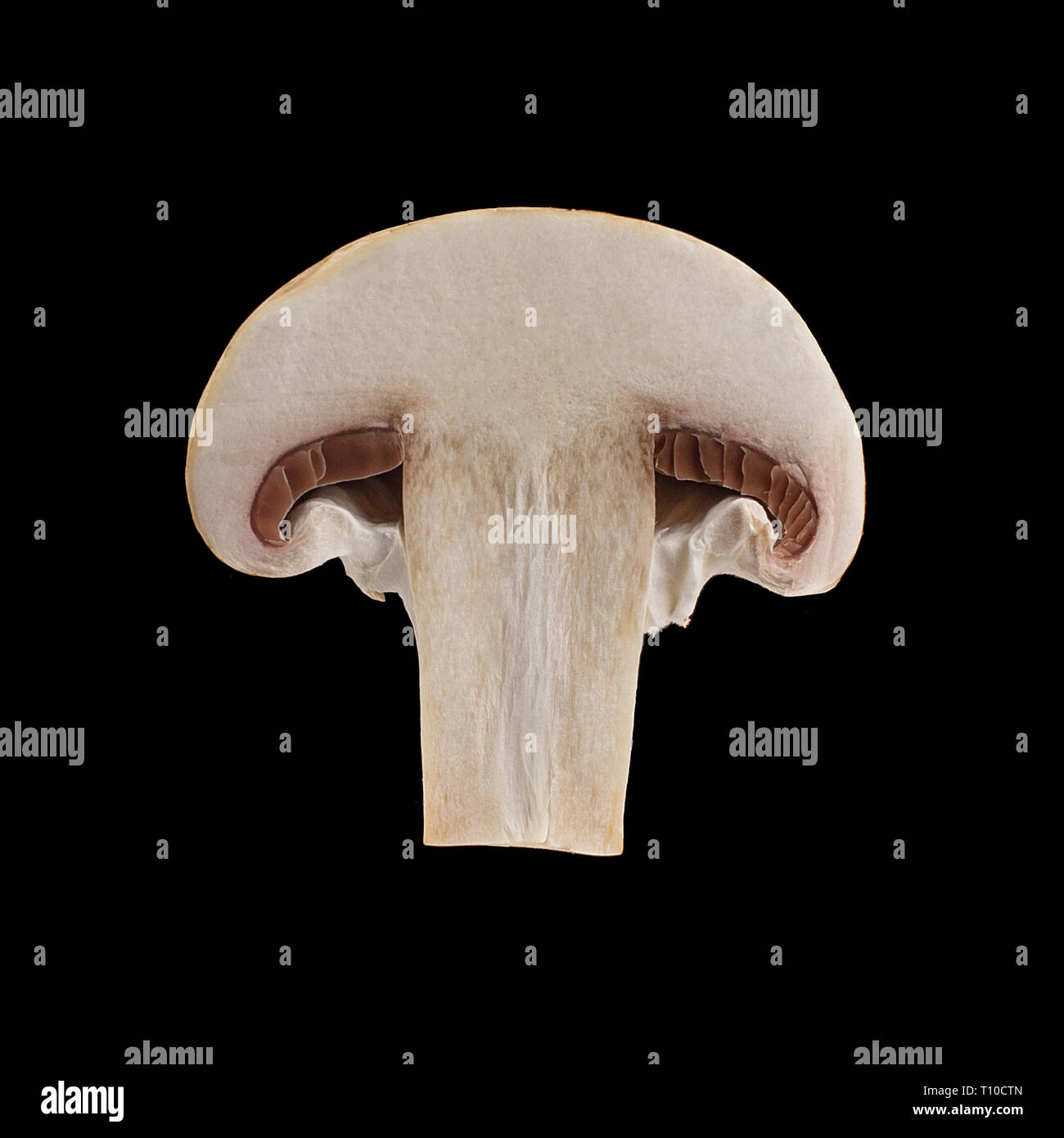 Vista ravvicinata di due isolati a fette champignon marrone su sfondo nero. La metà di un fungo giacente sul tavolo Foto Stock