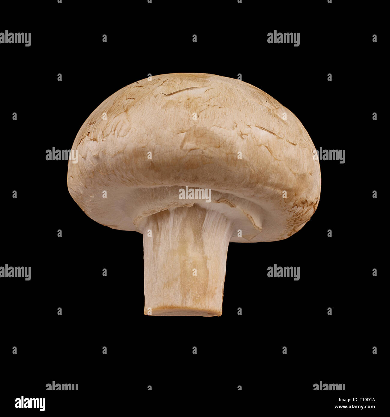 Unico Fungo Champignon isolati su sfondo nero Foto Stock