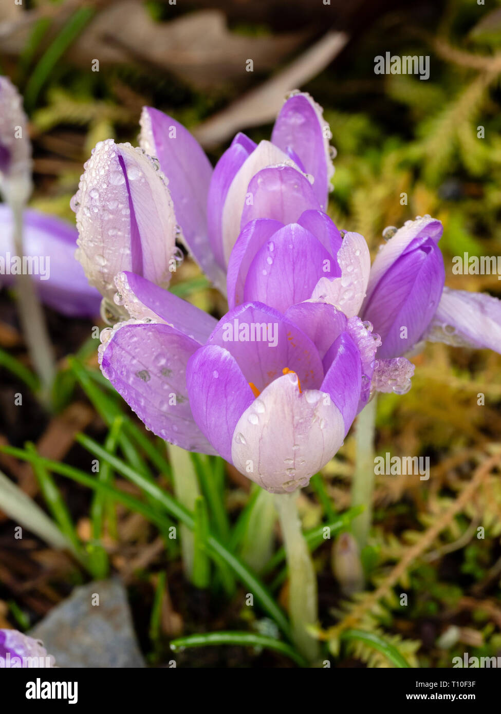 La rugiada drappeggiato viola pallido e bianco fiori di primavera della fioritura precoce hardy lampadina, crocus vernus Foto Stock