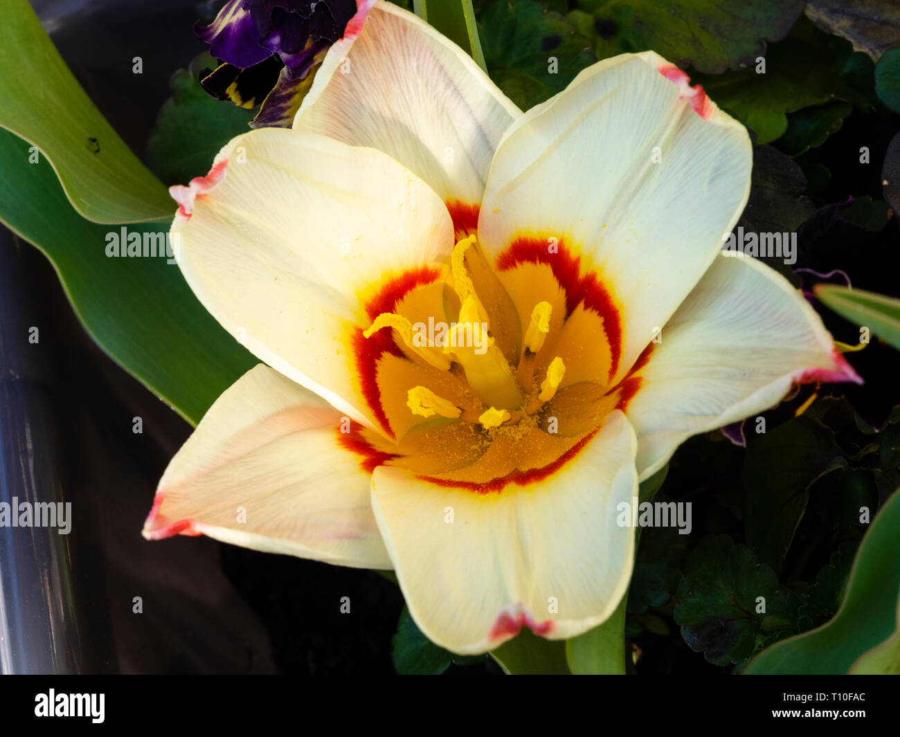 Rosso e giallo crema throated petali della fioritura precoce tulipani botanici, Tulipa kaufmanniana 'Ninfea' Foto Stock