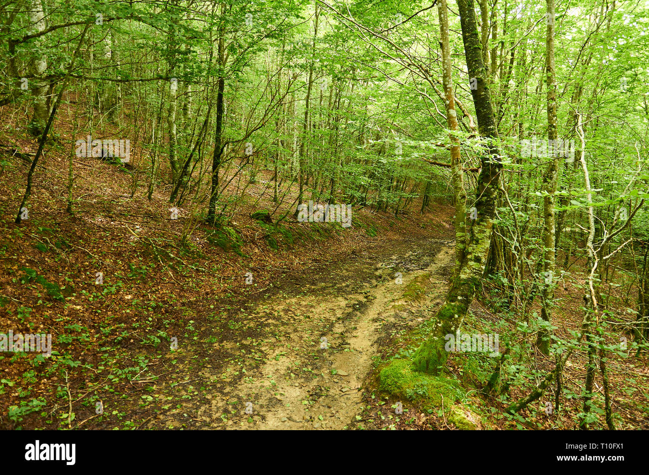 Sentiero attraverso un europeo faggio (Fagus sylvatica) foresta presso la SL-NA 50 trail (Hiriberri, Villanueva de Aezkoa, Navarra, Spagna) Foto Stock