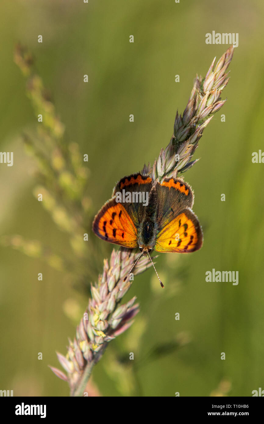 Piccola di rame (Lycaena phlaeas) in una giornata di sole Foto Stock