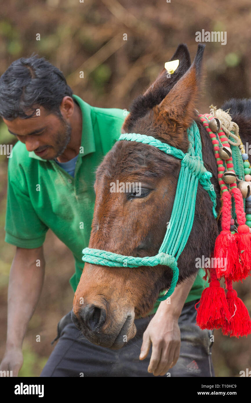Mulo, il risultato di incrocio tra un cavallo (Equus caballus), e un asino (Equus asinus), essendo utilizzato come un pacco animale. Testa e caratteristica del volto di entrambi i genitori distinguibile. ​Northern India. Foto Stock