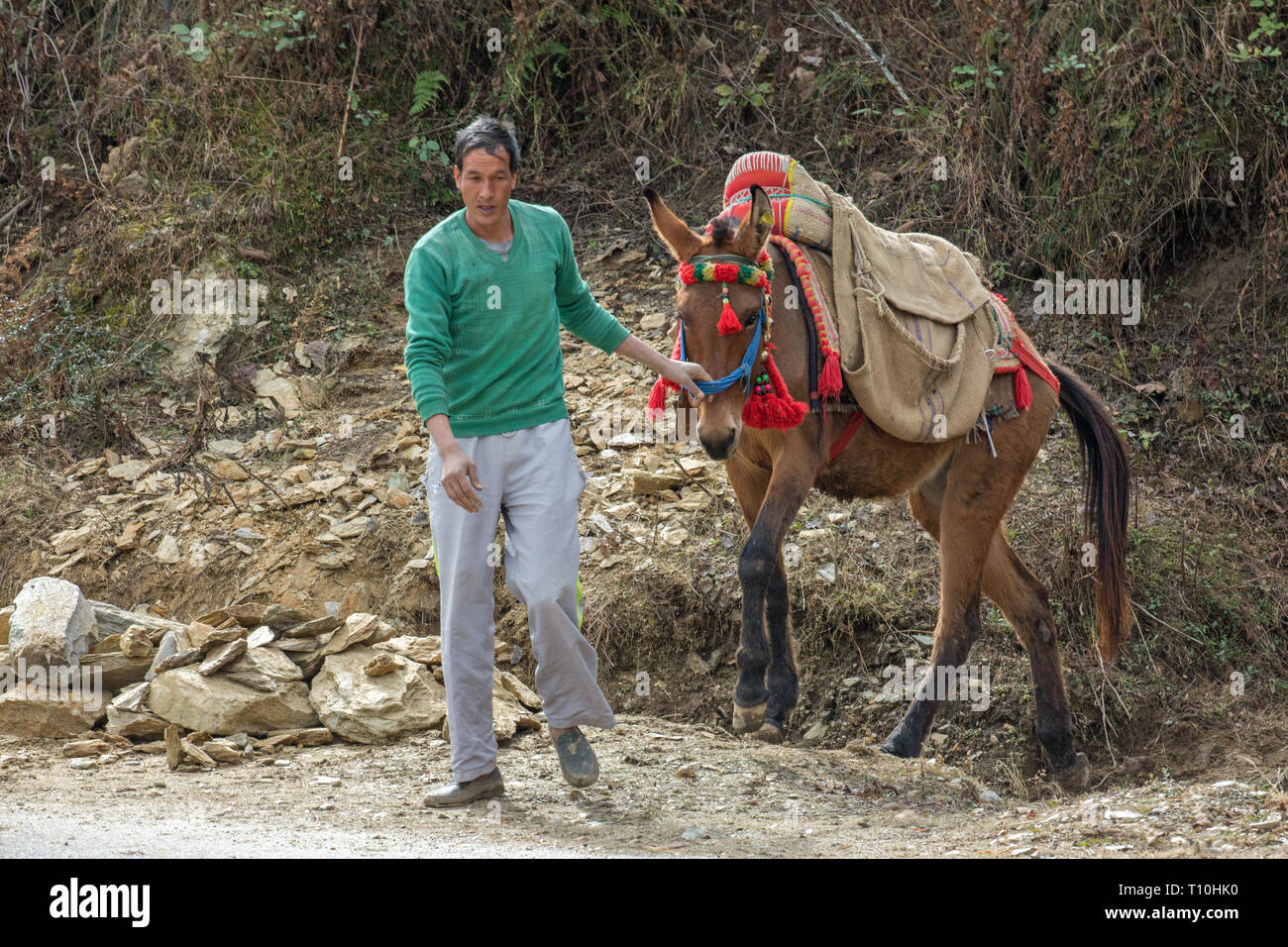 Mulo, il risultato di incrocio tra un cavallo (Equus caballus), e un asino (Equus asinus), essendo utilizzato come un animale pack per portare a rotture di pietra per la costruzione. India del nord. Foto Stock