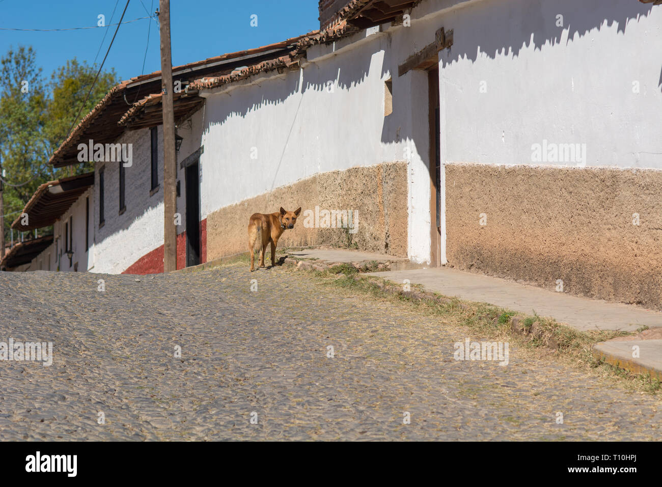 Cane randagio sulla strada vuota nel paese in via di sviluppo Foto Stock