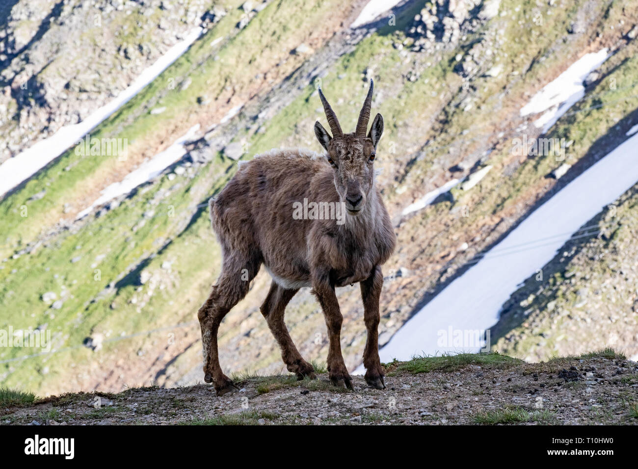 Capre di montagna - Alpine Ibex Foto Stock
