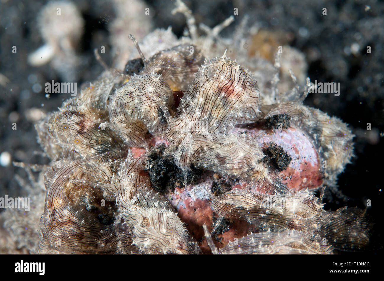 Fiancheggiata lepri di mare, Stylocheilus striatus, massa sulla sabbia nera, TK3 sito di immersione, Lembeh Straits, Sulawesi, Indonesia Foto Stock
