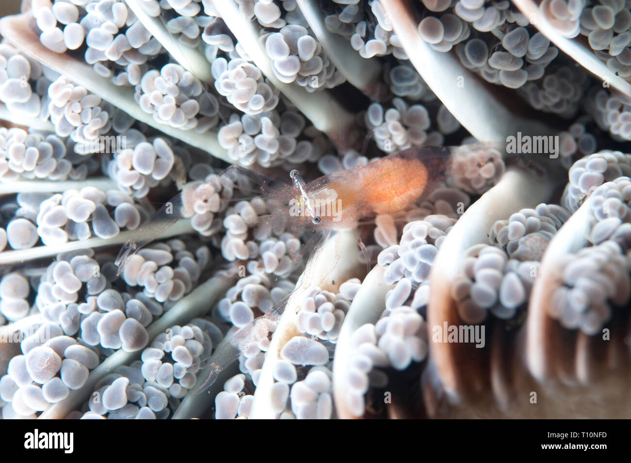 Anchor Coral Shrimp, Vir euphyllius, in Anchor Coral, Euphyllia ancora, durante le immersioni notturne, Sito di immersione Hei Nus, Lembeh Straits, Sulawesi, Indonesia Foto Stock