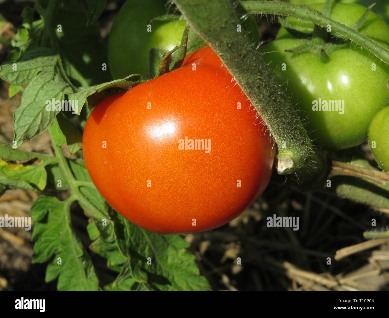 Pomodori su un ramo in una giornata di sole, close-up. Rosso e i pomodori verdi in crescita nel giardino estivo Foto Stock