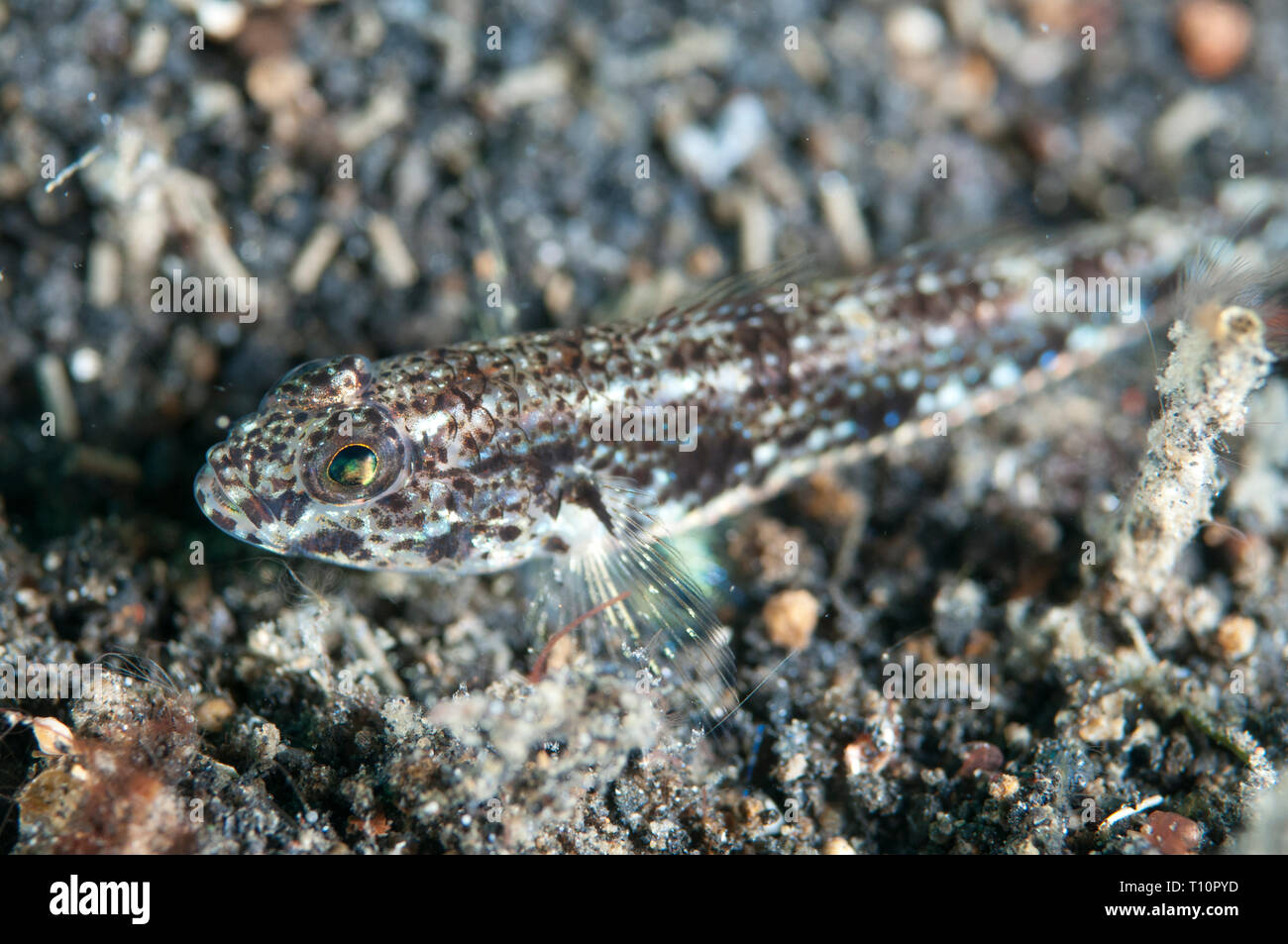 Scalyhead ghiozzo, Hazeus otakii, sulla sabbia nera, TK3 sito di immersione, Lembeh Straits, Sulawesi, Indonesia Foto Stock