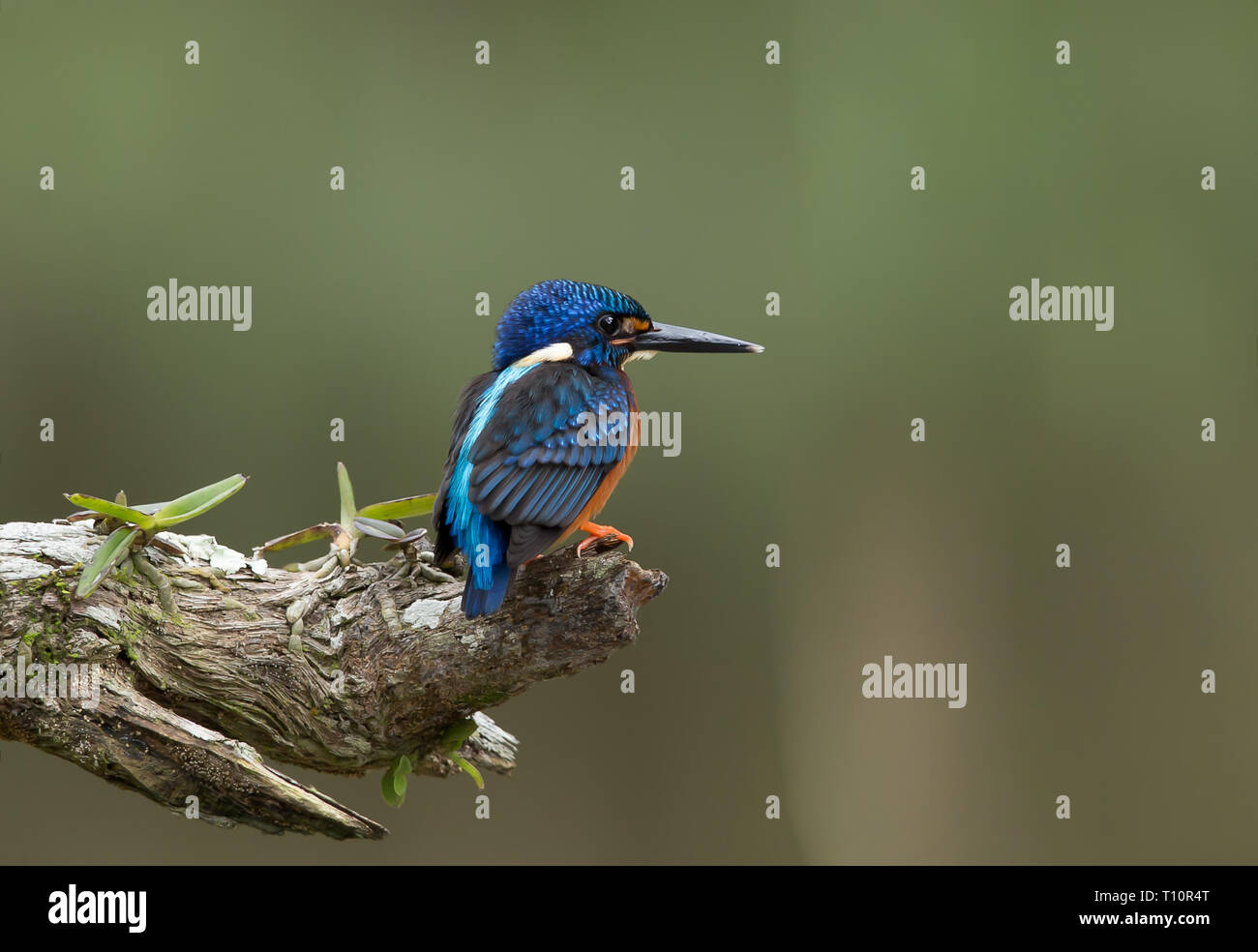 Blu-eared Kingfisher (Alcedo meninting) sul ramo di un albero. Foto Stock