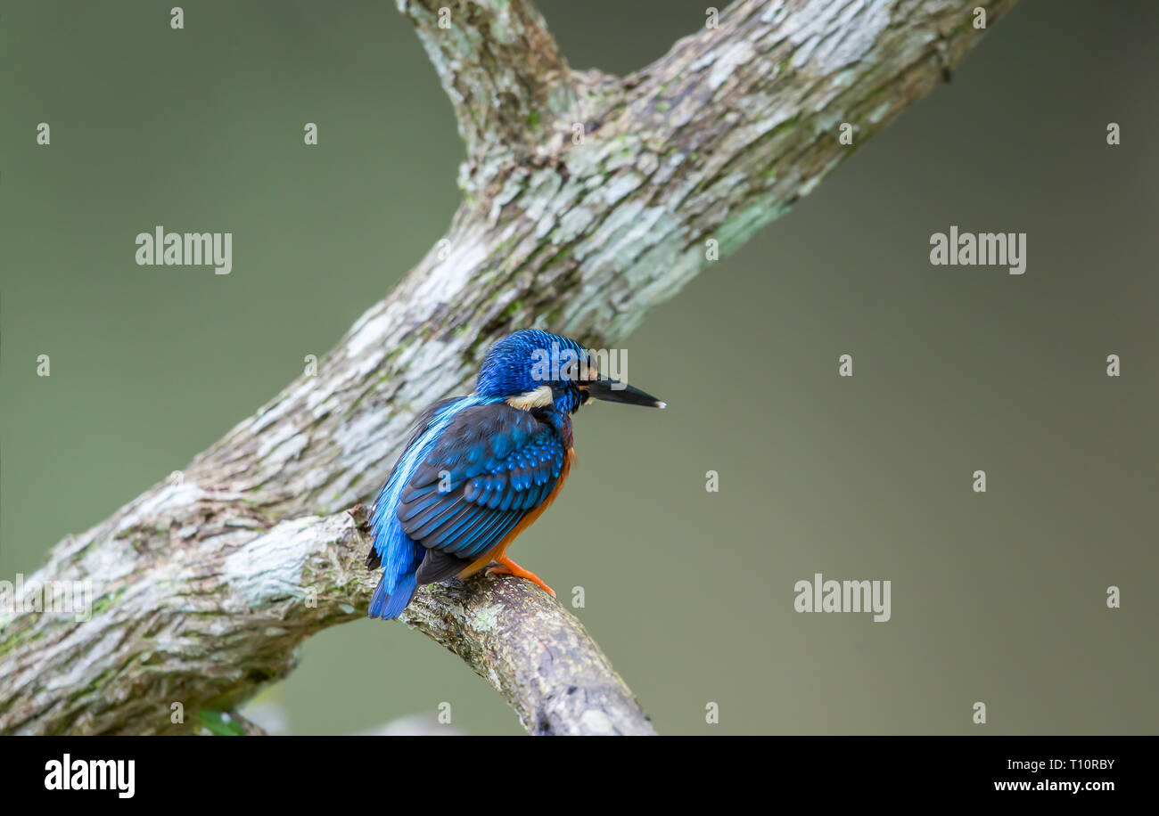 Blu-eared Kingfisher (Alcedo meninting) sul ramo di un albero. Foto Stock