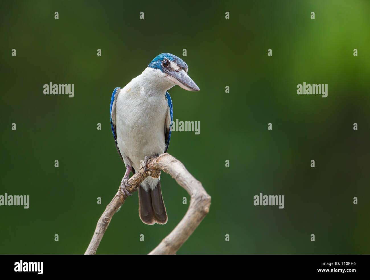 Acciuffato kingfisher, bianco-acciuffato kingfisher, Mangrove kingfisher ( Todiramphus chloris) su un ramo con uno sfondo verde. Foto Stock