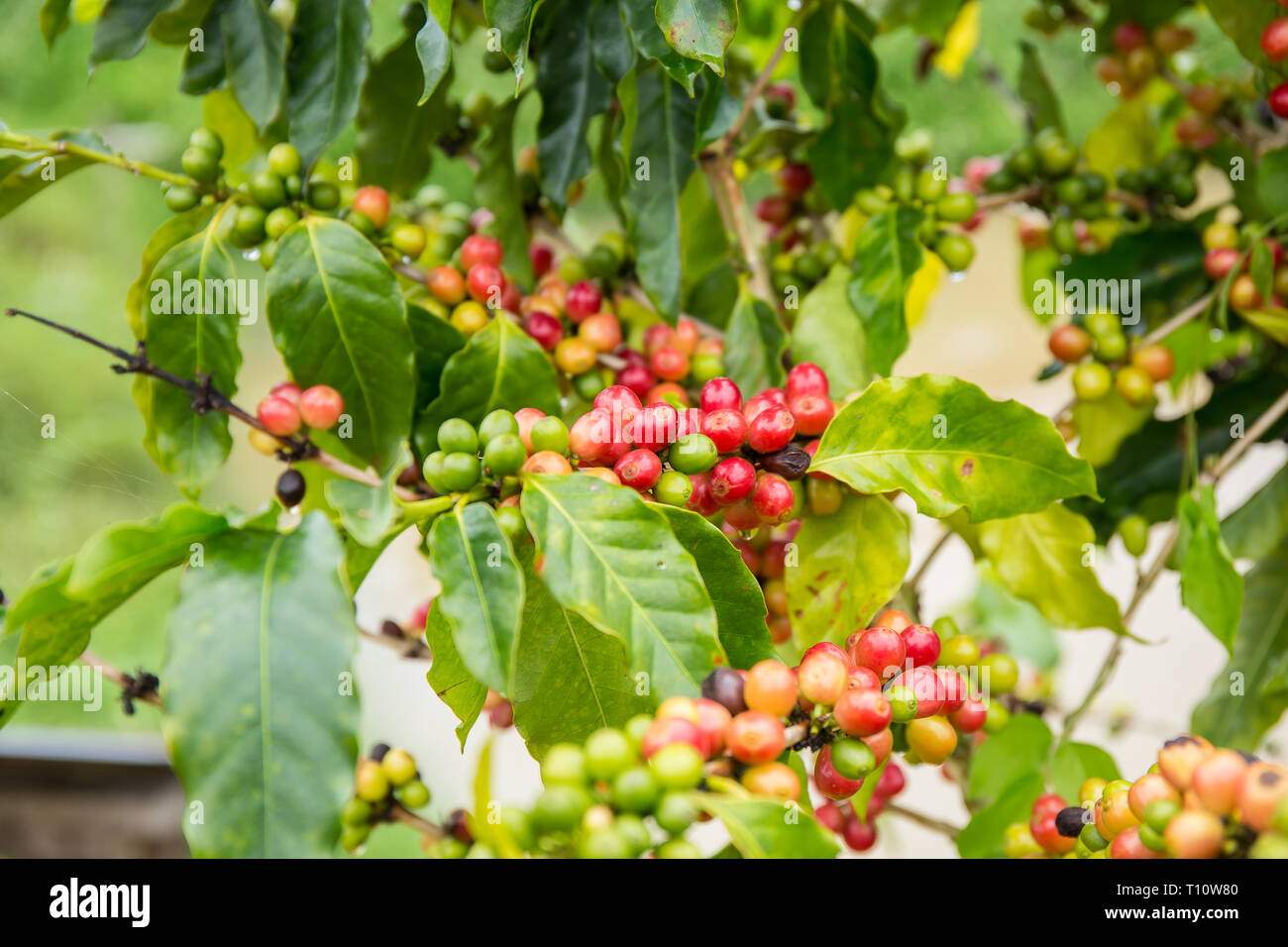 I chicchi di caffè frutta su albero in fattoria. Foto Stock