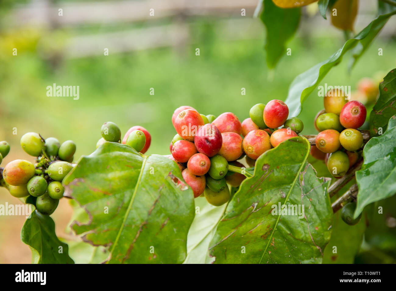 I chicchi di caffè frutta su albero in fattoria. Foto Stock