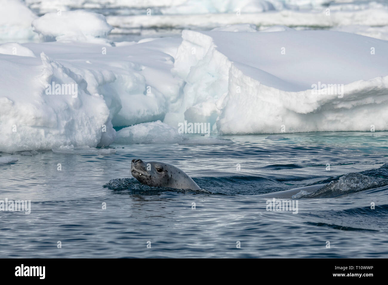 L'Antartide, al di sotto del circolo antartico, suono cristallino. Guarnizione Crabeater (Lobodon carcinophagus) di nuoto. Foto Stock