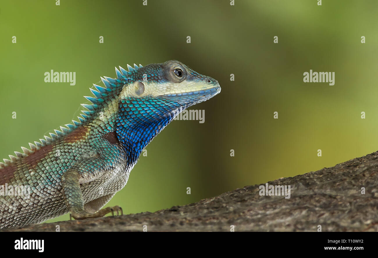 Blu-crested Lizard su albero con sfondo verde. Foto Stock