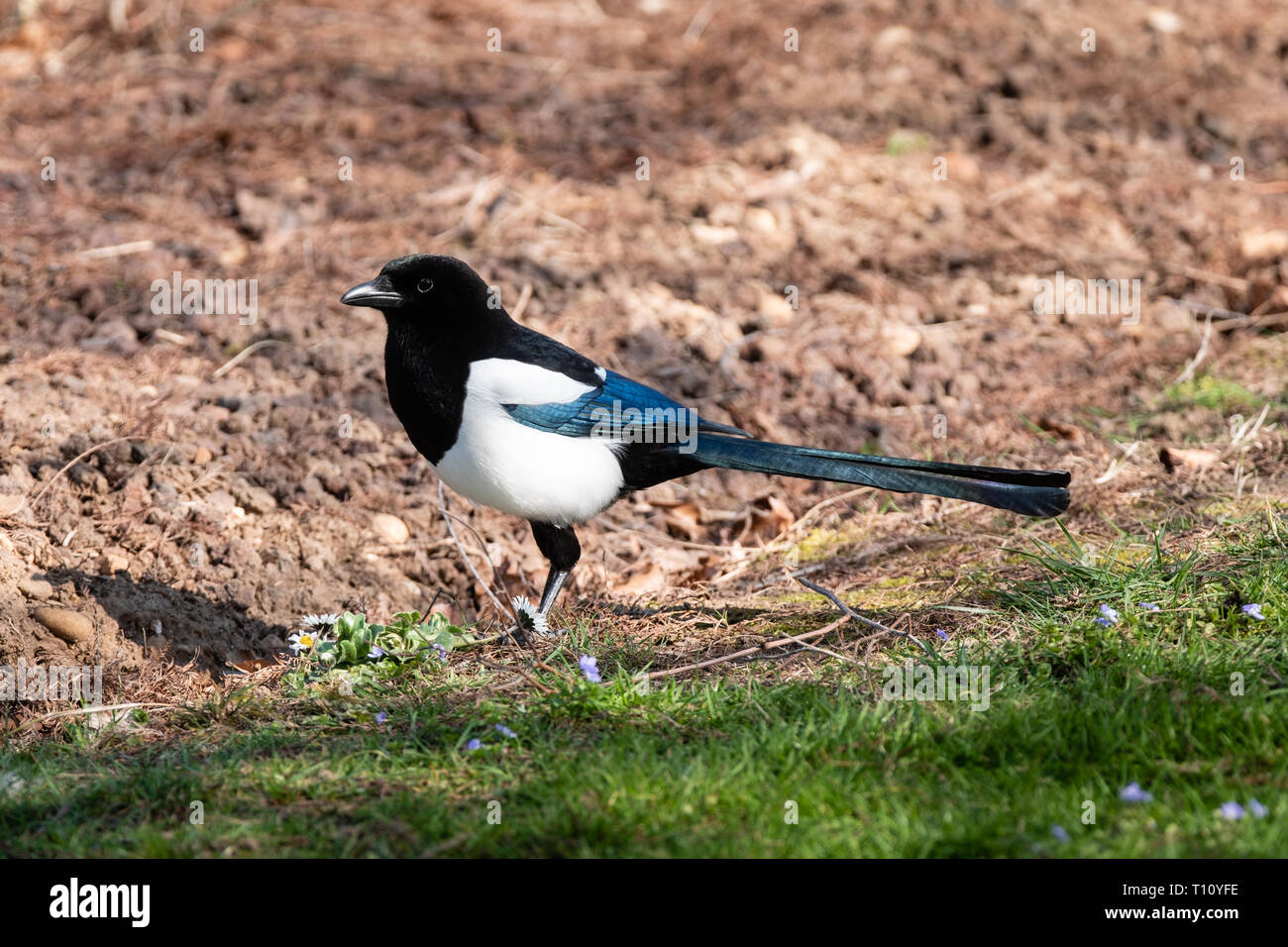 Una gazza sul terreno Foto Stock