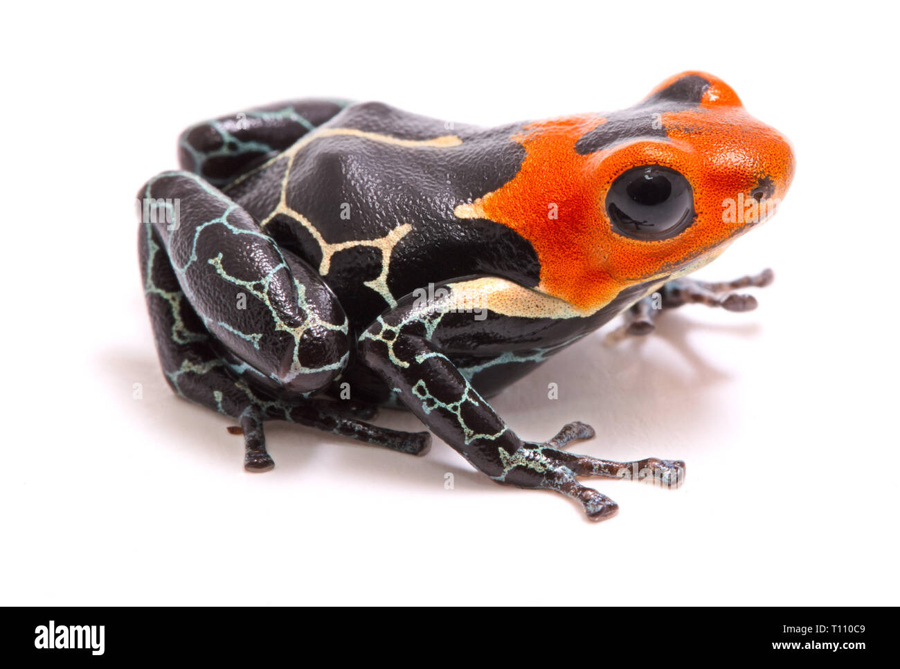 Testa rossa veleno dardo o freccia rana, Ranitomeya fantastica. Un piccolo e bellissimo velenoso animale dalla foresta amazzonica in Perù. Isolato su bianco Foto Stock