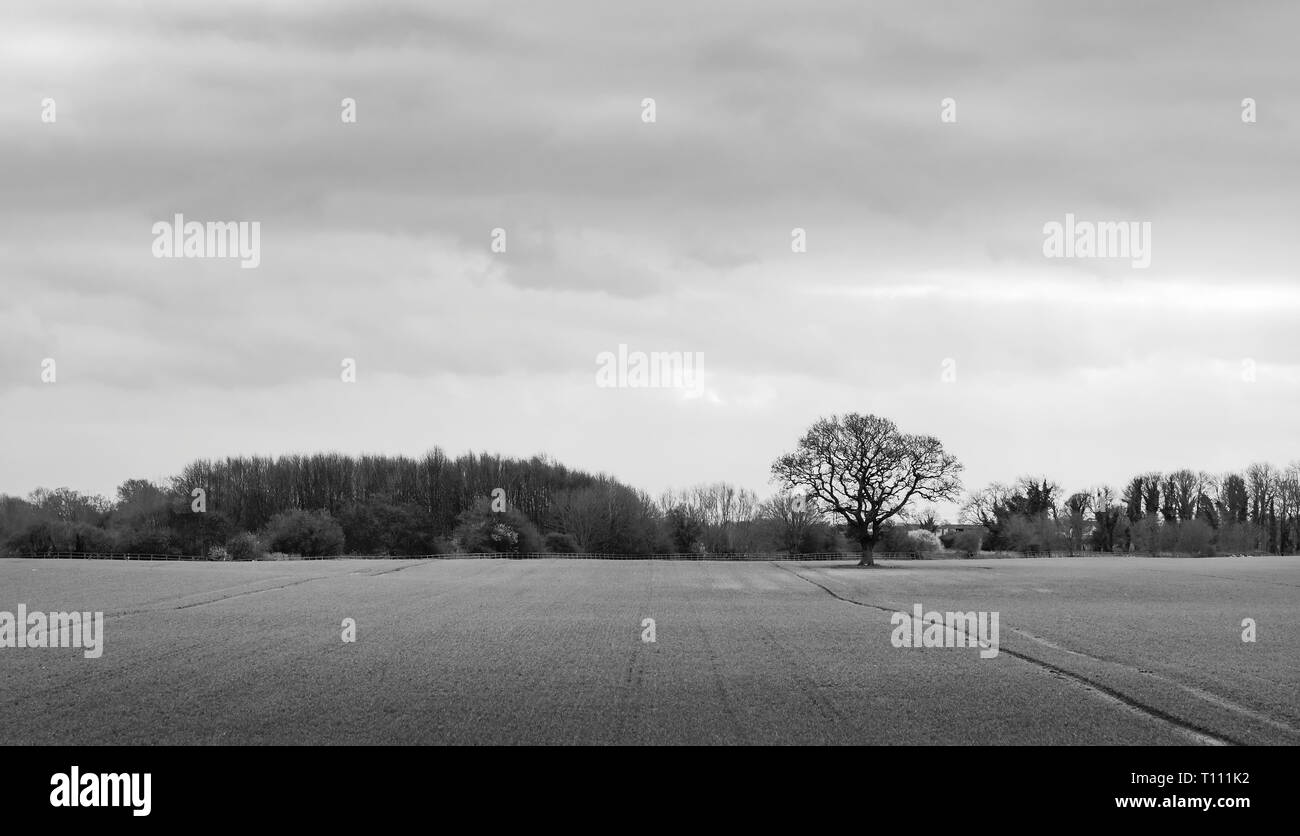Moody rurale scena con campo arato e quercia in orizzonte all'alba a Beverley, nello Yorkshire, Regno Unito. Foto Stock