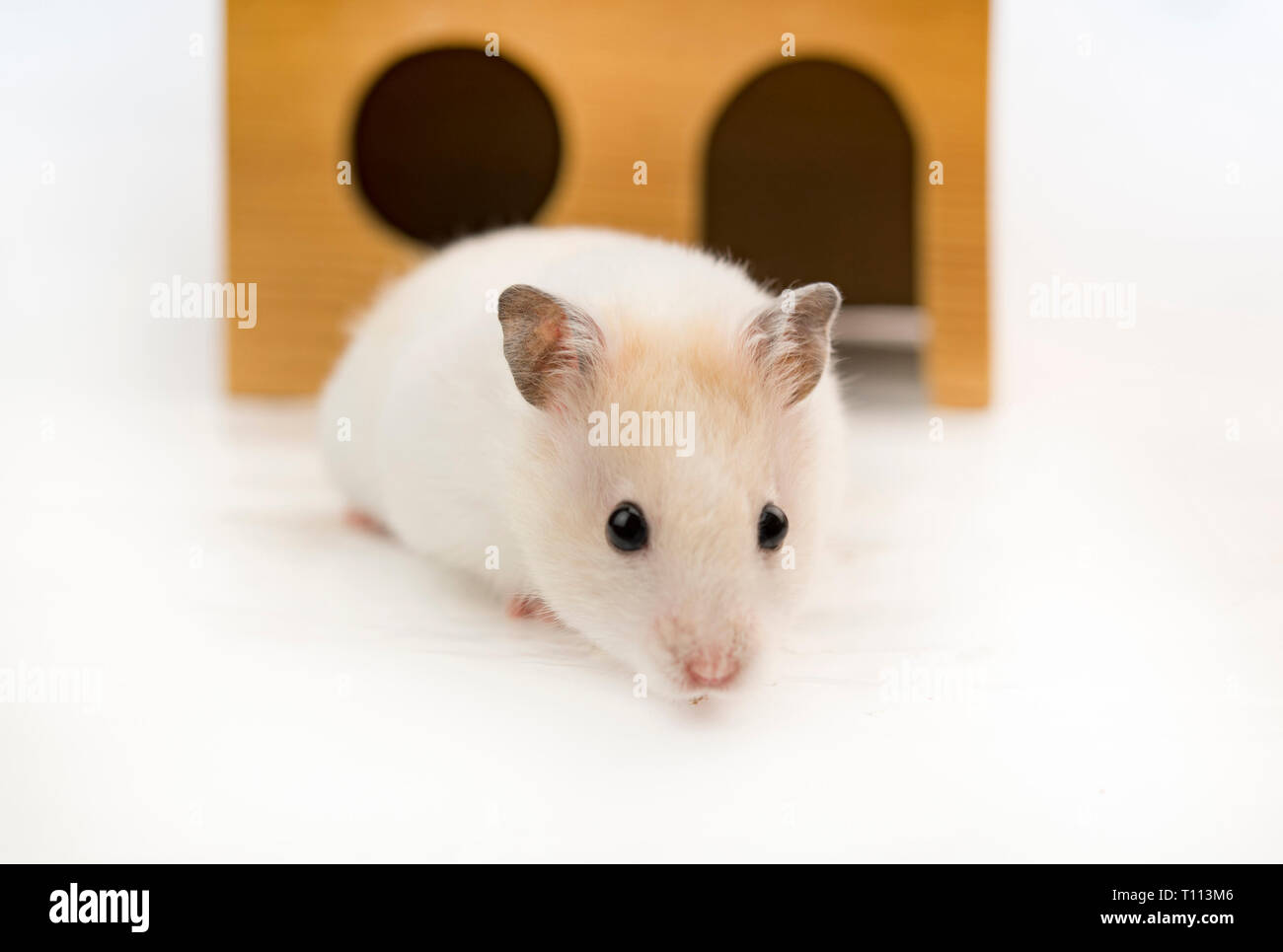 Un criceto in casa, studio shot, isolato su bianco Foto Stock