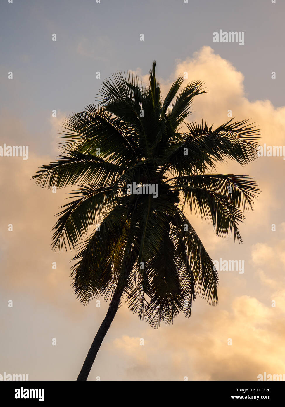 Palm Tree al tramonto, autentica esperienza di viaggio, governatori Harbour, Bahamas, dei Caraibi. Foto Stock