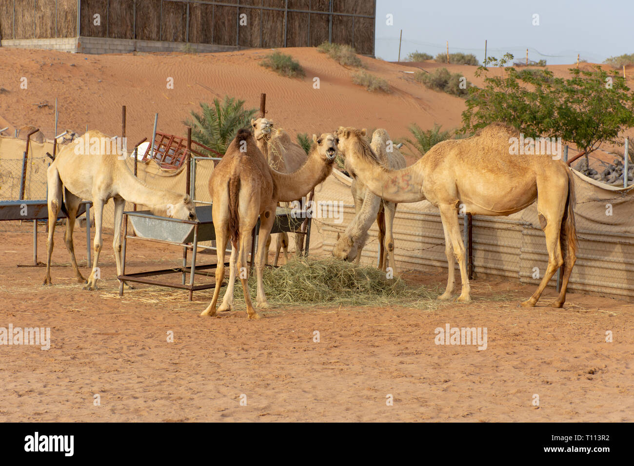 Un gruppo di cammelli mangiare fieno in un allevamento di cammelli negli Emirati Arabi Uniti. Foto Stock