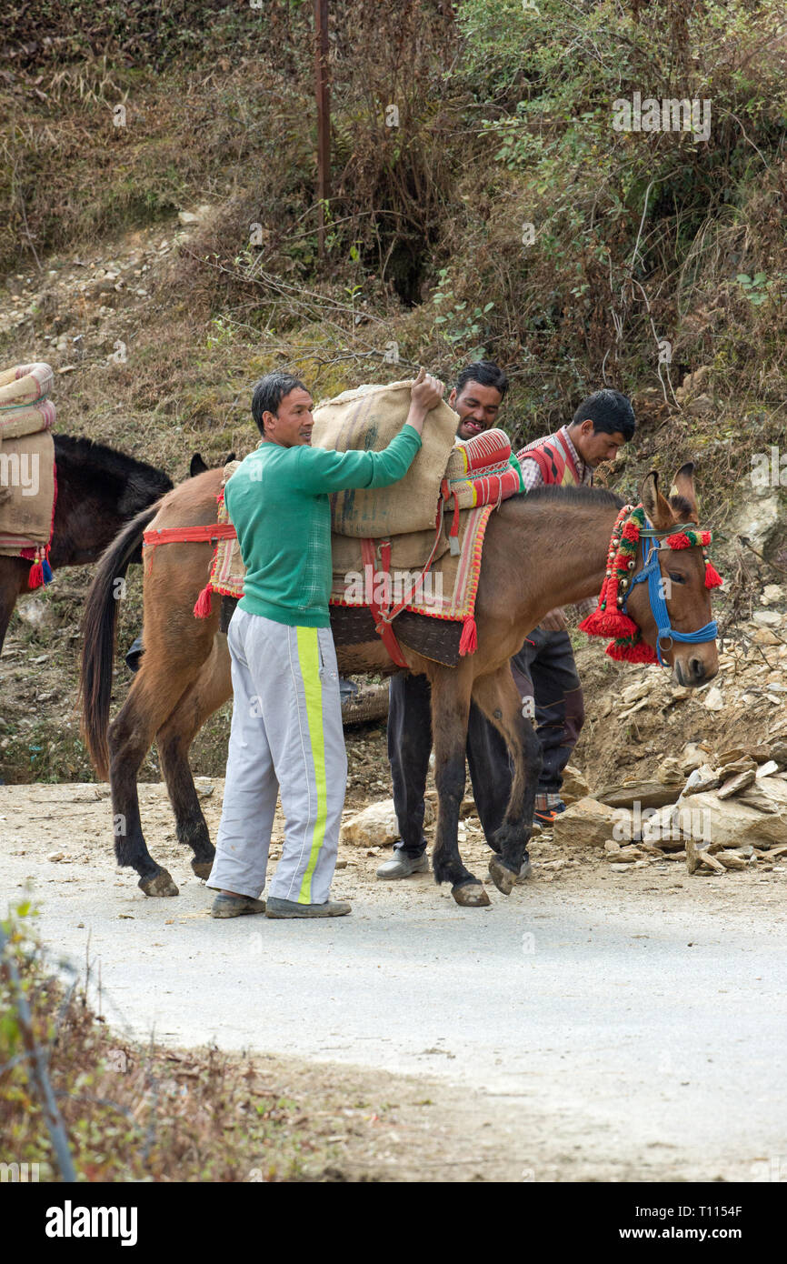 Mulo, il risultato di incrocio tra un cavallo (Equus caballus), e un asino (Equus asinus), essendo utilizzato come un animale pack per portare a rotture di pietra per la costruzione. India del nord. Foto Stock