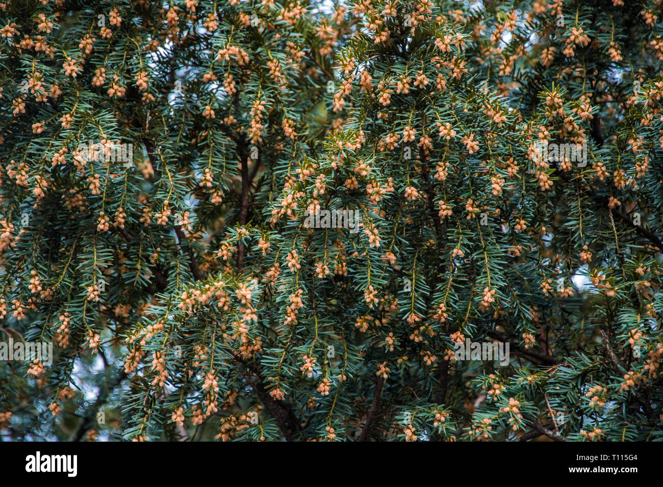 Poco arancio fiori che fioriscono in primavera Foto Stock