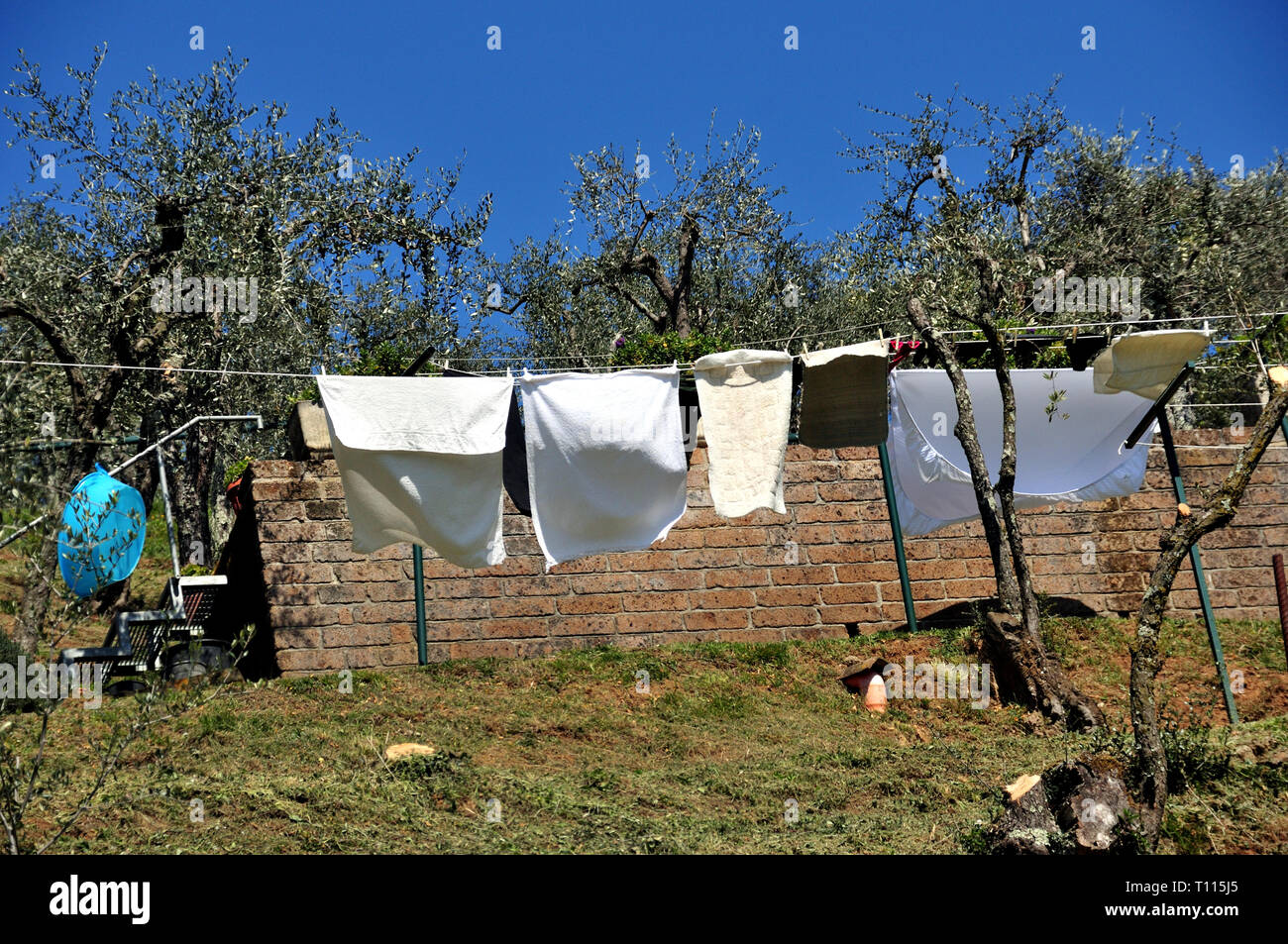 Lavavano i panni appesi ad asciugare sulle colline della Toscana con alberi di olivo. Foto Stock